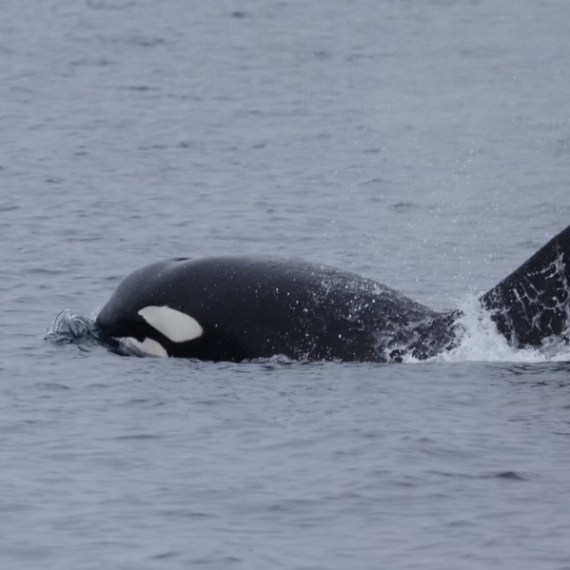 a dog swimming in a body of water
