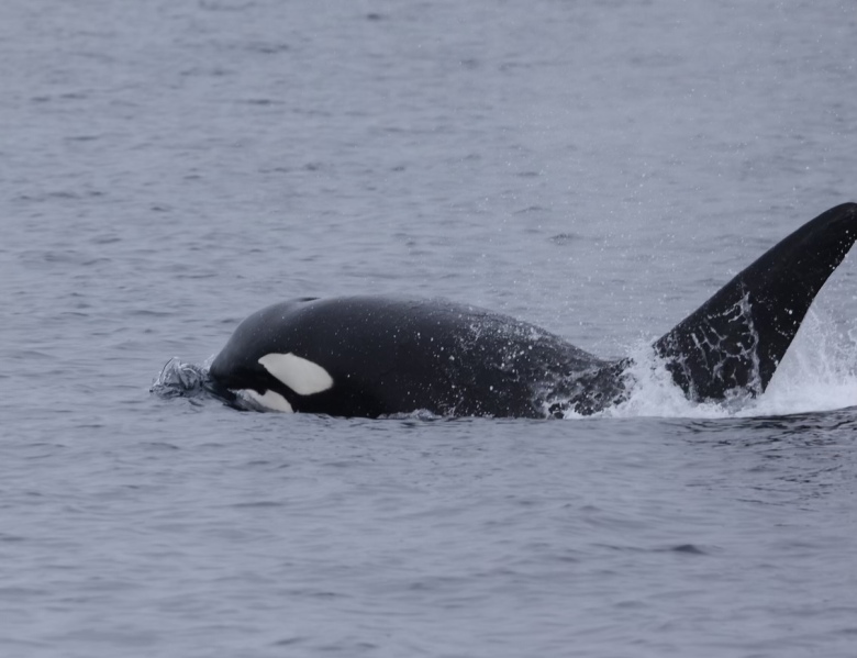 a dog swimming in a body of water