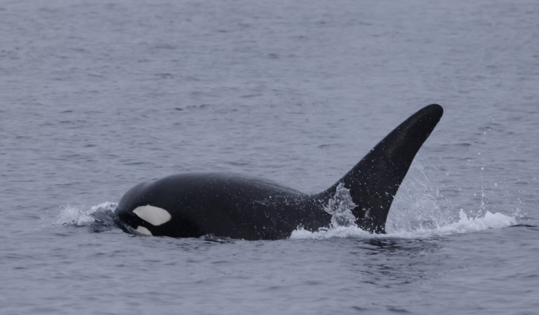 a whale jumping out of the water