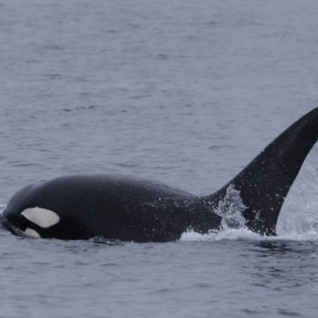a whale jumping out of the water