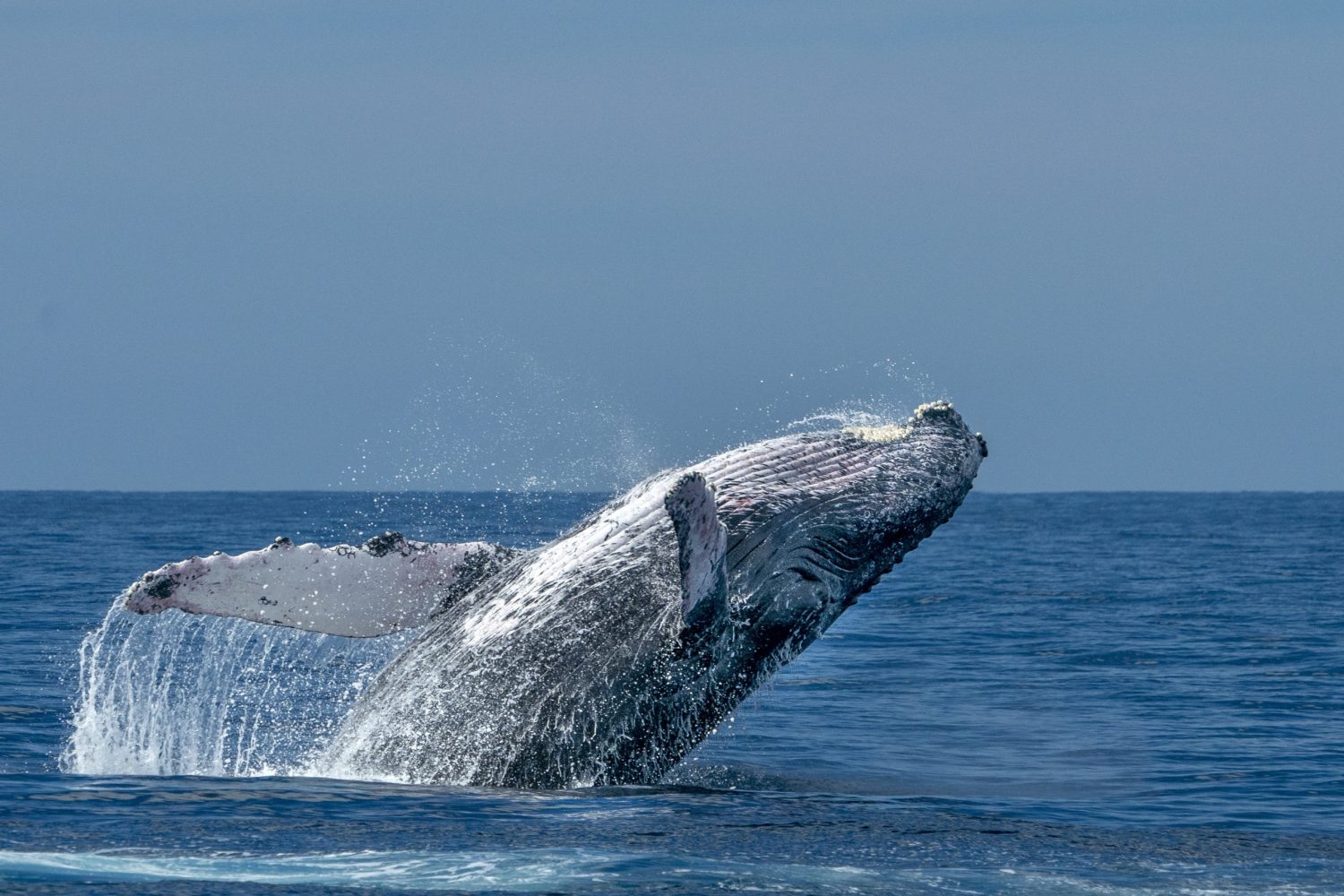 a whale jumping out of the water