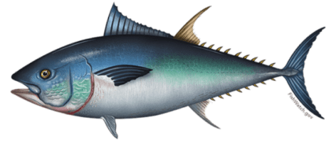 a close up of a fish