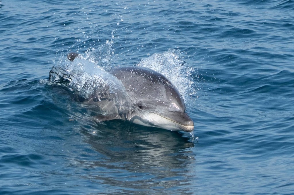 a dolphin swimming in a body of water