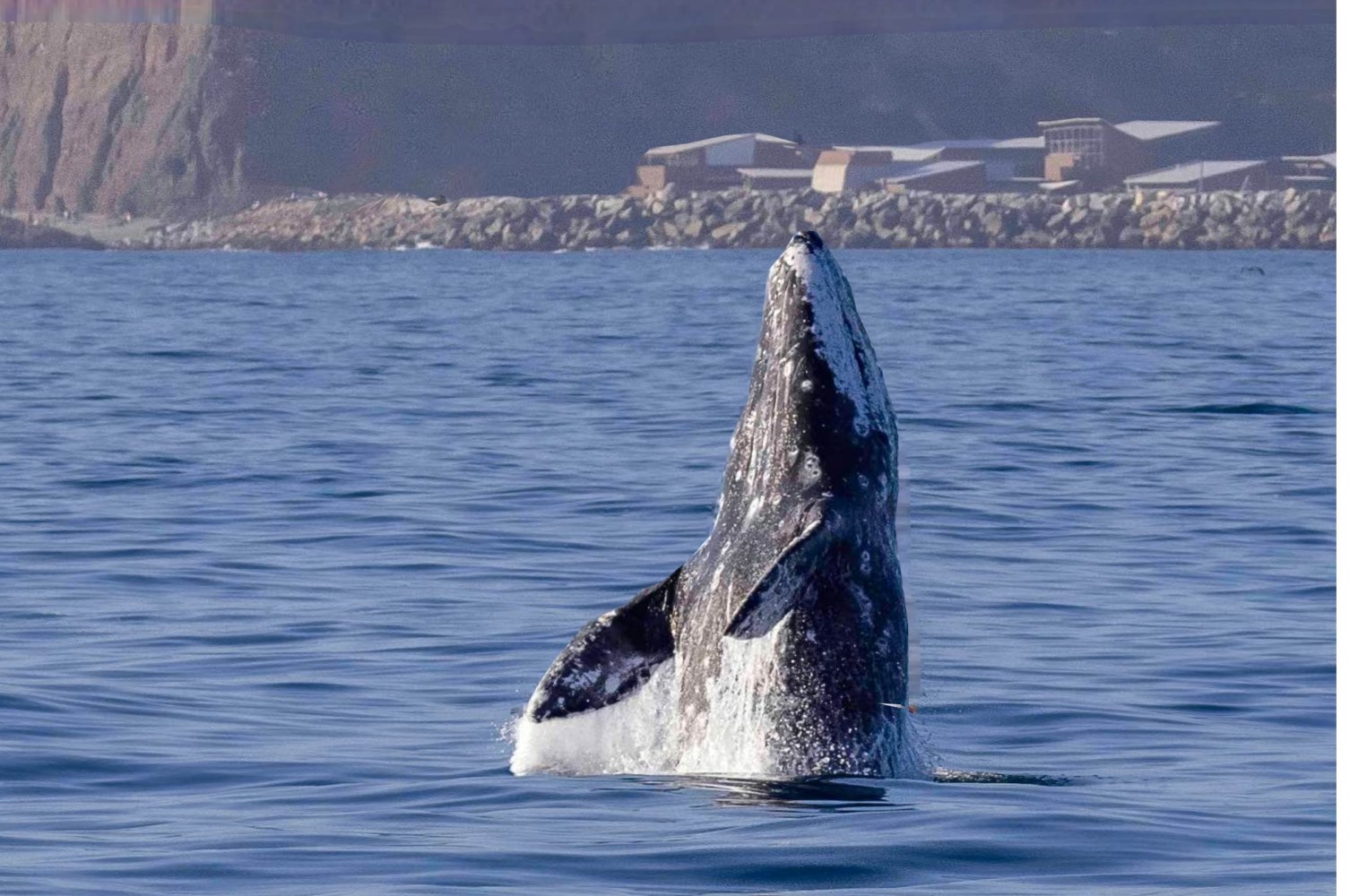 a whale jumping out of the water