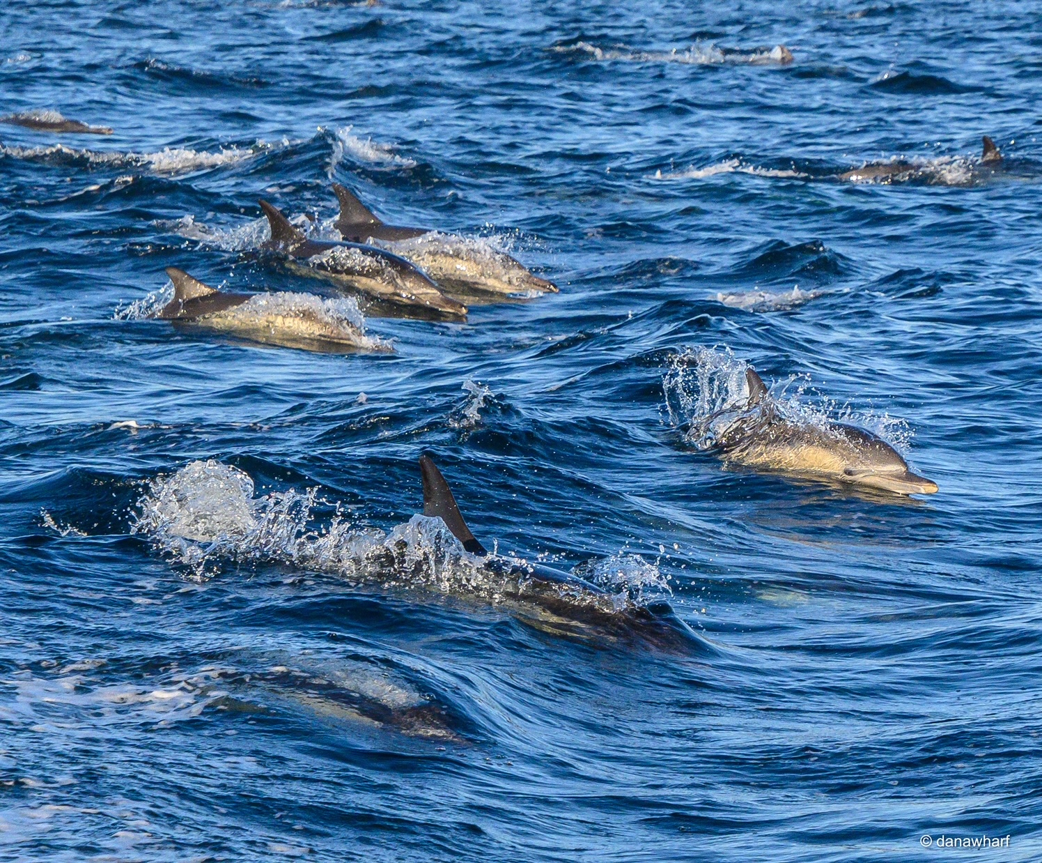 IMG_2727 animal on the water