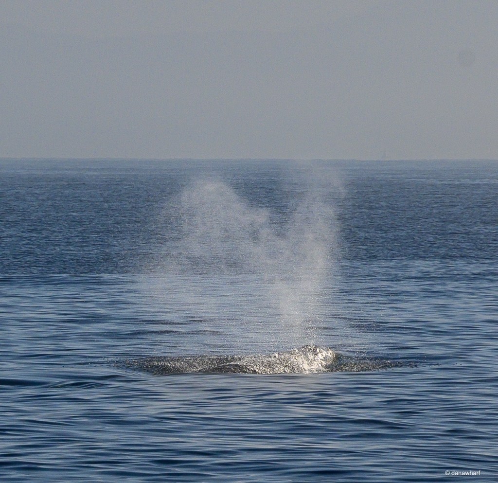 a whale jumping out of the water