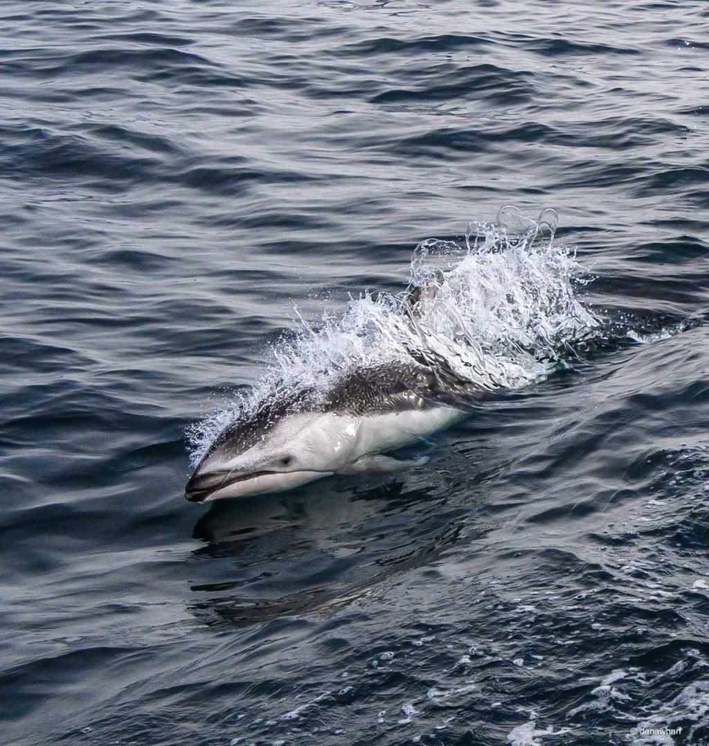 a man swimming in a body of water