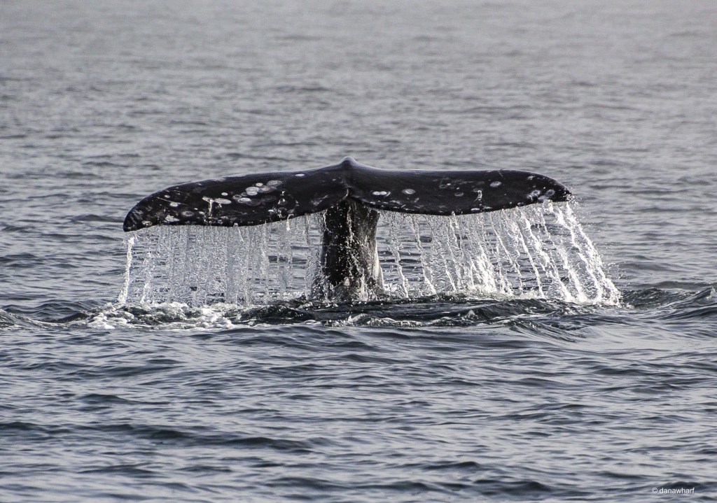 a whale jumping out of the water