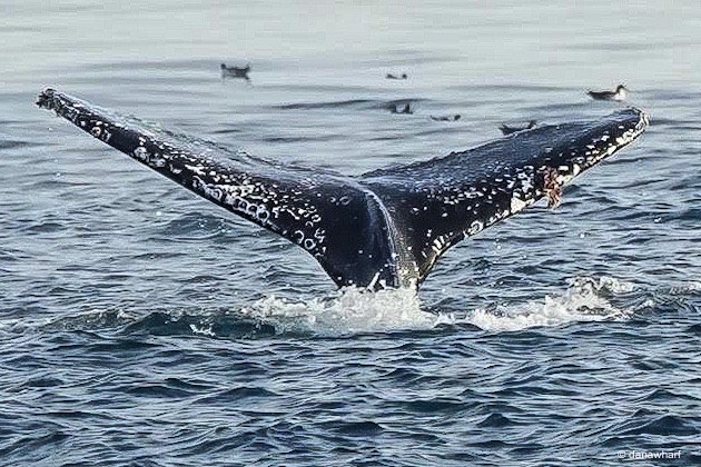 a whale jumping out of the water