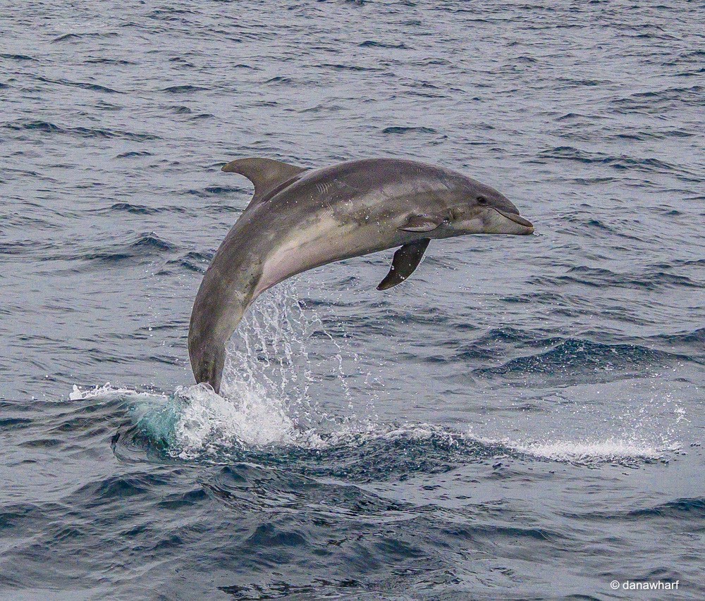 an animal swimming in the water