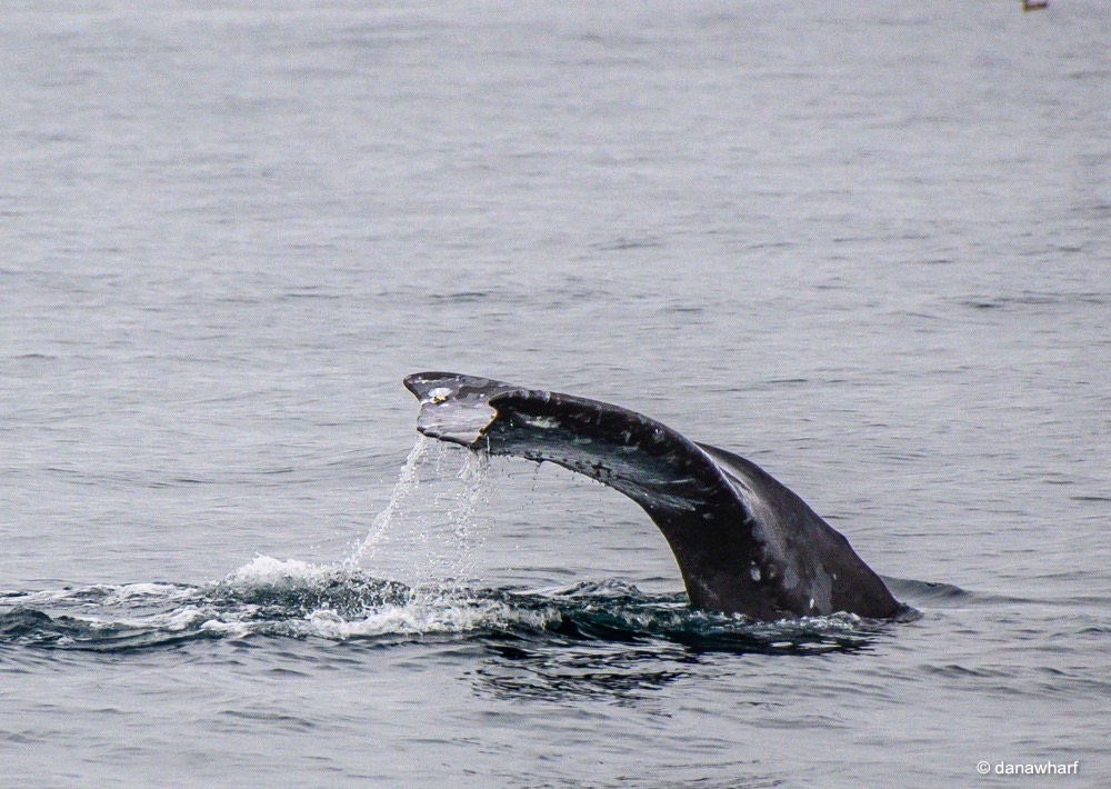 a whale jumping out of the water