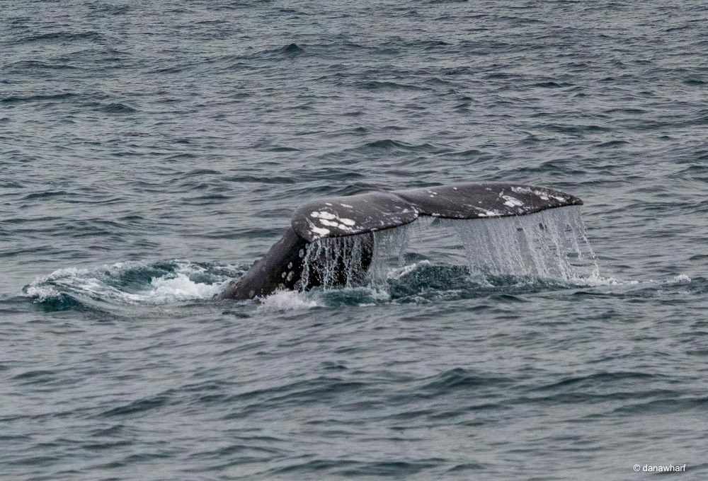 a whale jumping out of the water