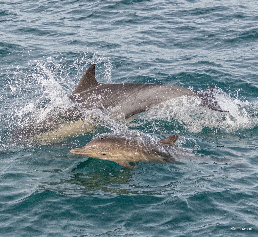 an animal swimming in the water
