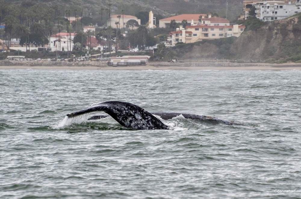 a whale jumping out of the water