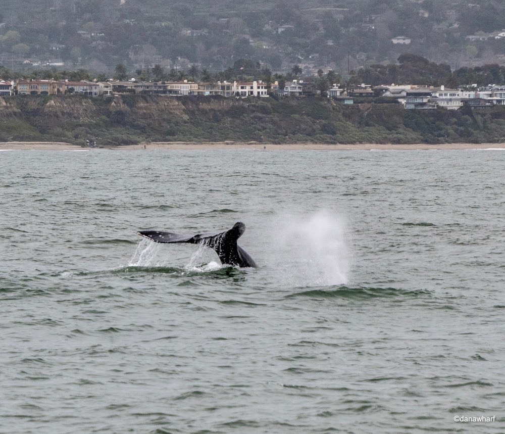 a whale jumping out of the water