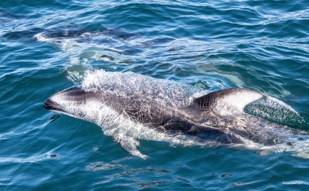 an animal swimming in the water