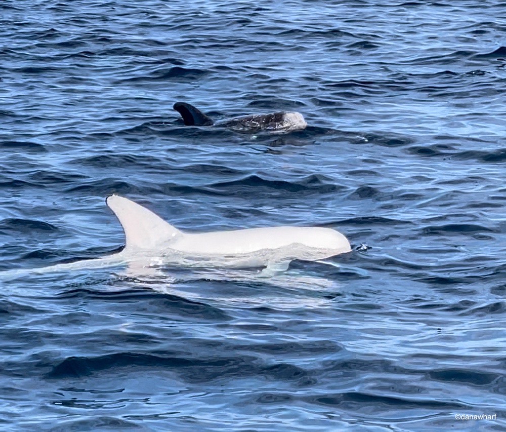 a dog swimming in a body of water