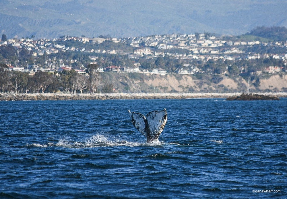 a large body of water with a mountain in the background