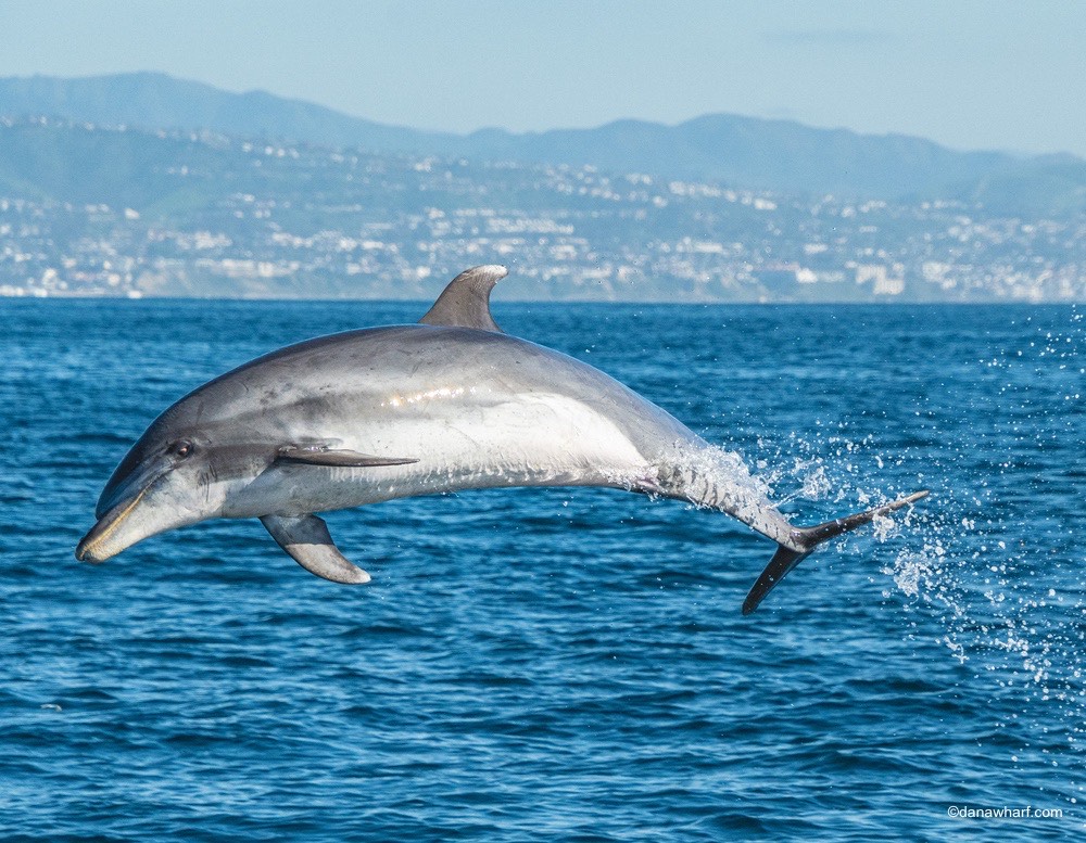 a whale jumping out of a body of water