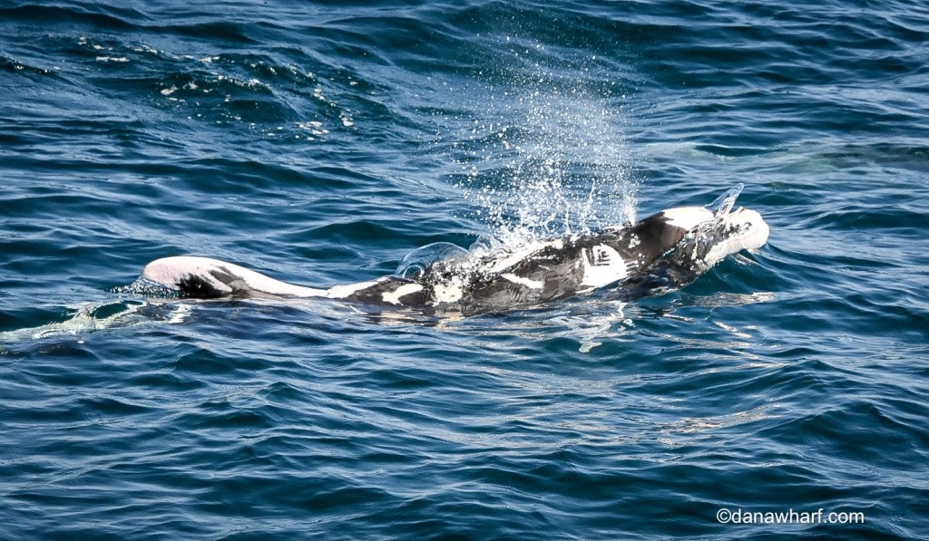 a dog swimming in a body of water