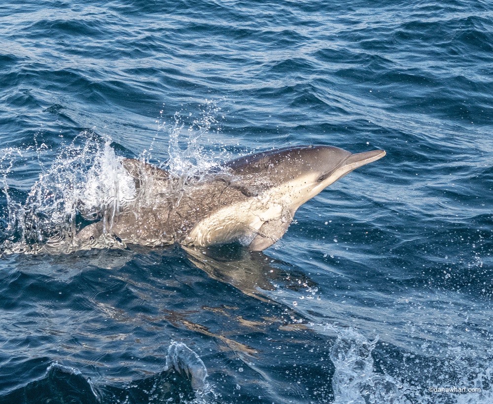 animal on the water