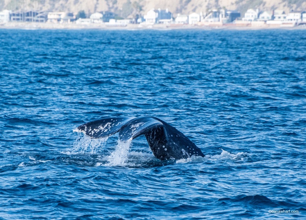 a whale swimming in a body of water