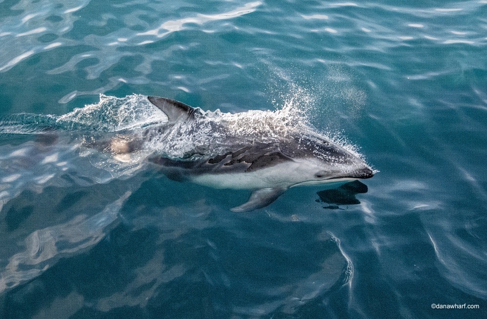 an animal swimming in the water