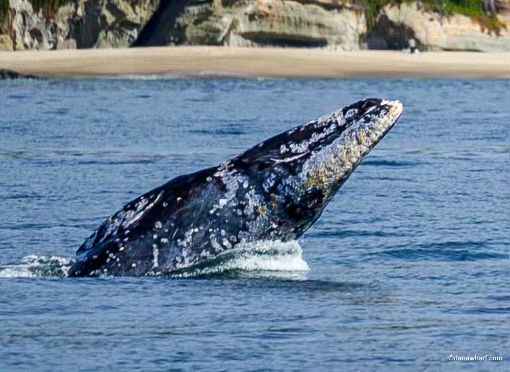 a whale jumping out of the water
