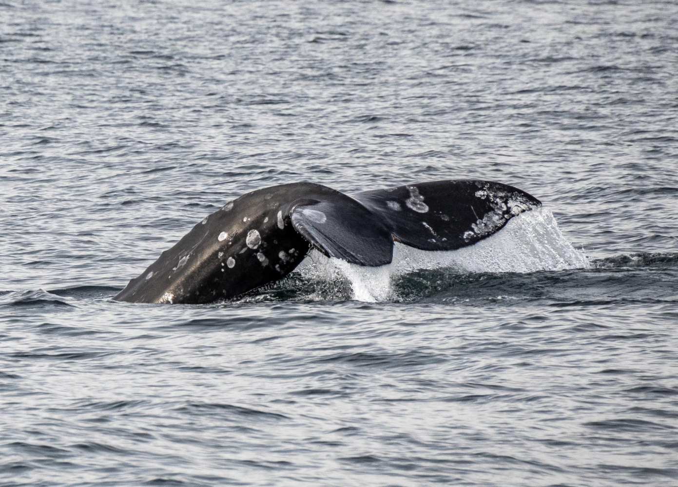a whale jumping out of the water
