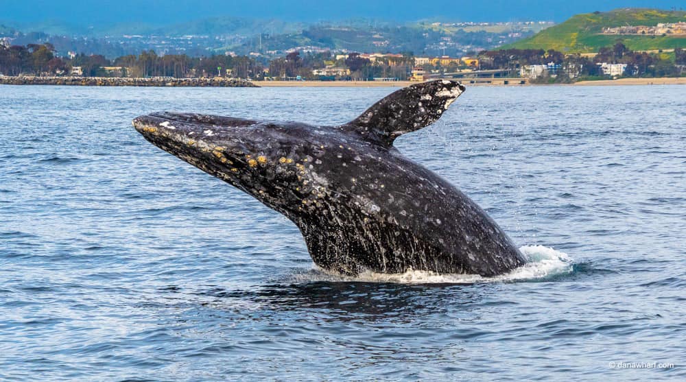 a whale in a large body of water