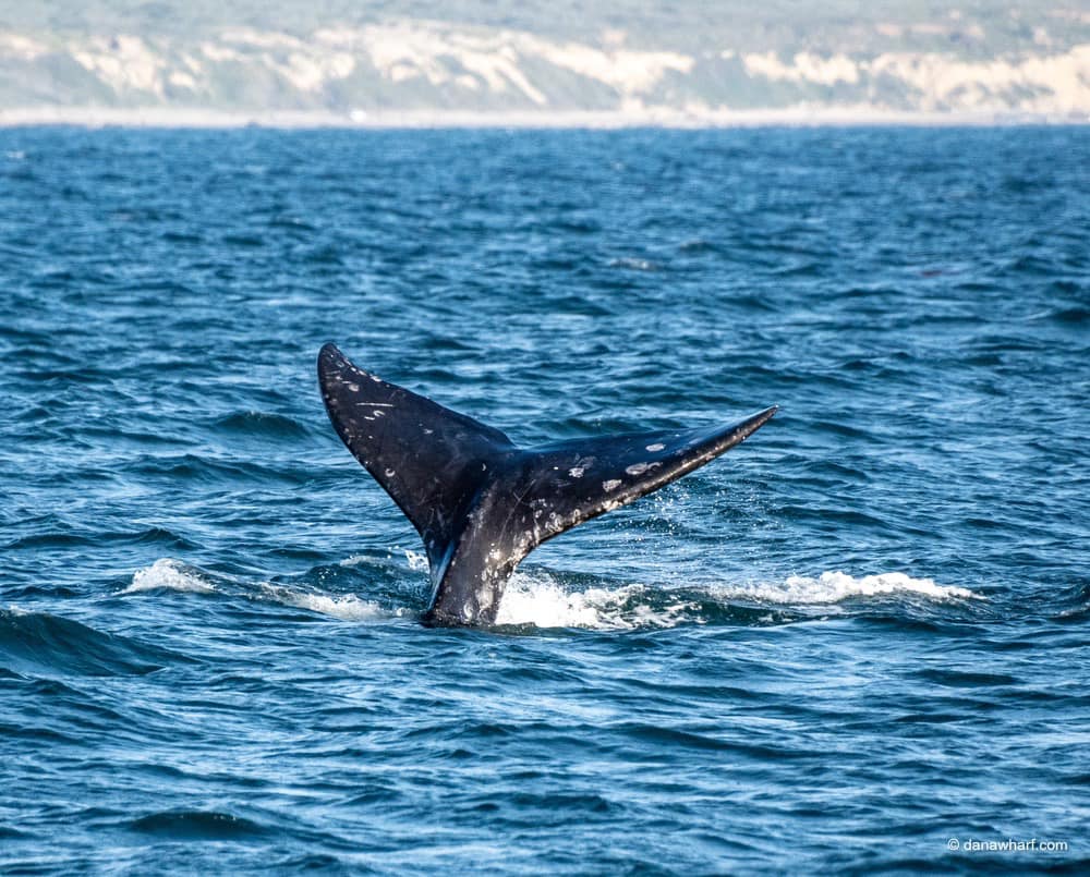 a whale jumping out of the water