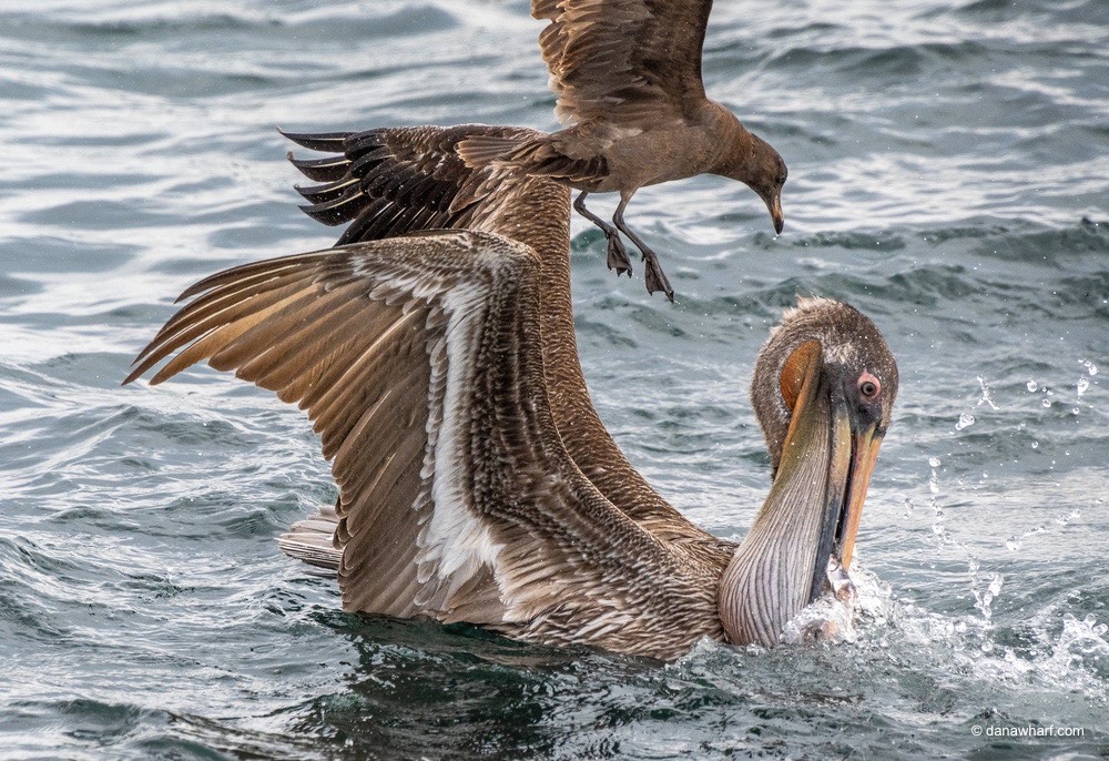 a flock of seagulls standing next to a body of water