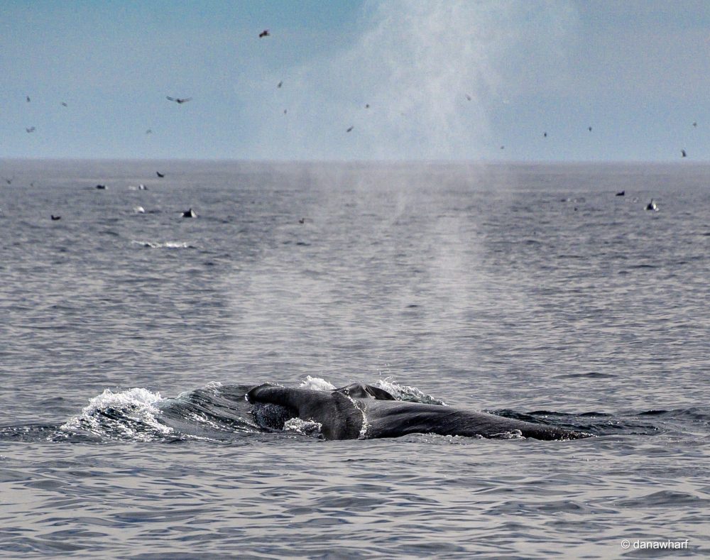 a flock of seagulls flying over a body of water