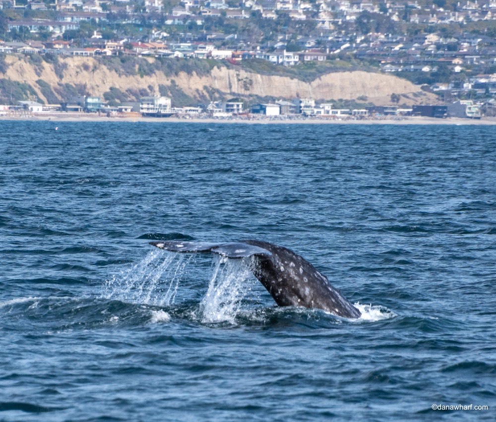 a whale jumping out of the water