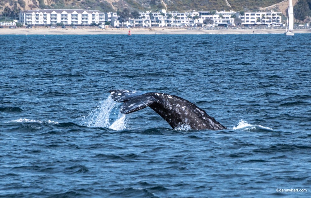 a whale jumping out of the water