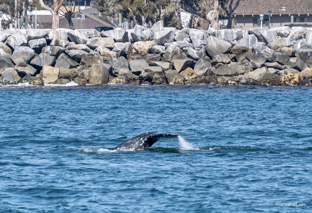 a whale jumping out of the water