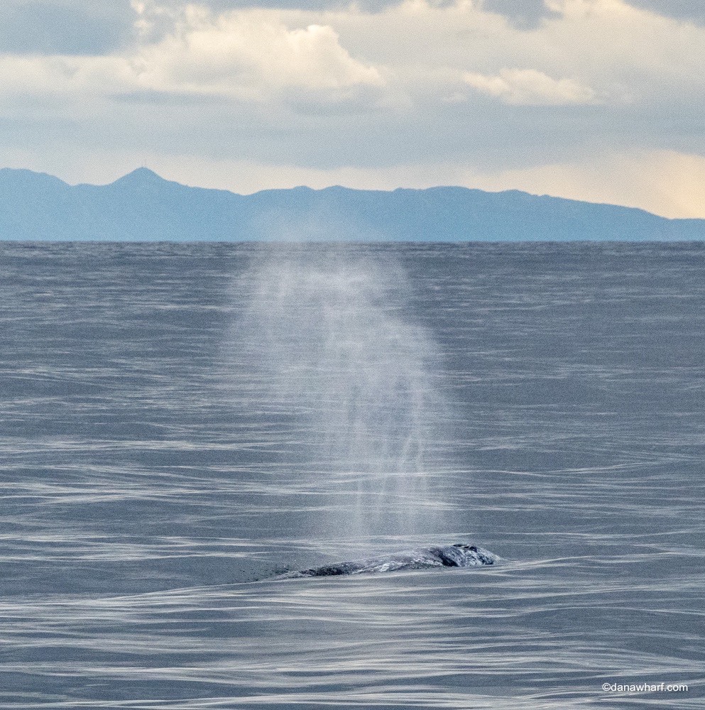 a large body of water