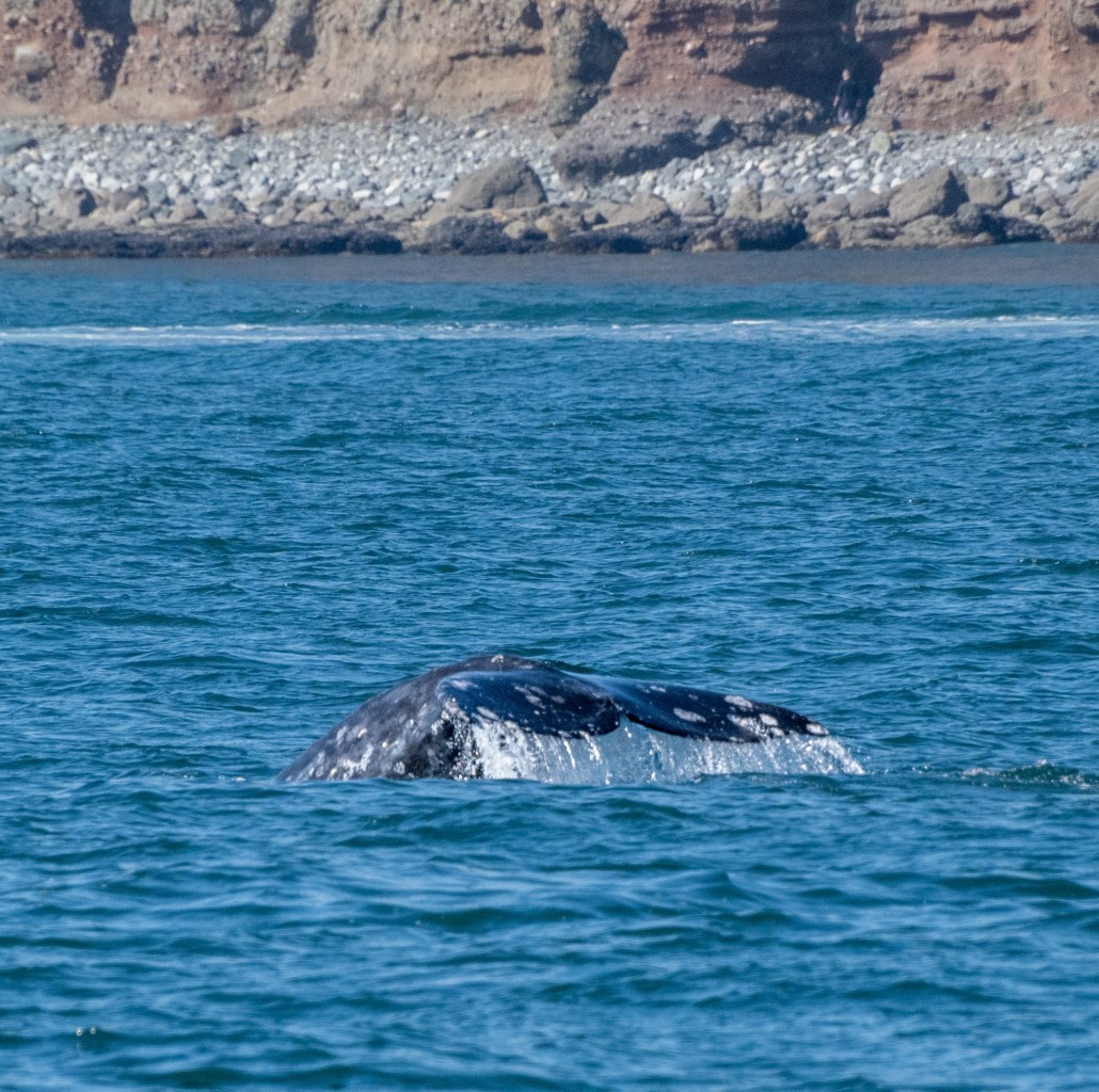 a whale jumping out of the water