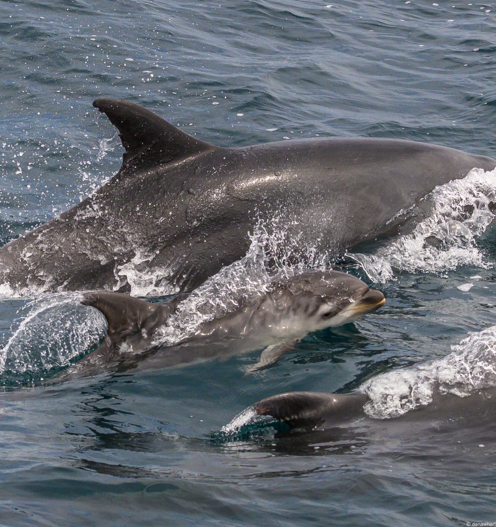 a dolphin swimming in a body of water