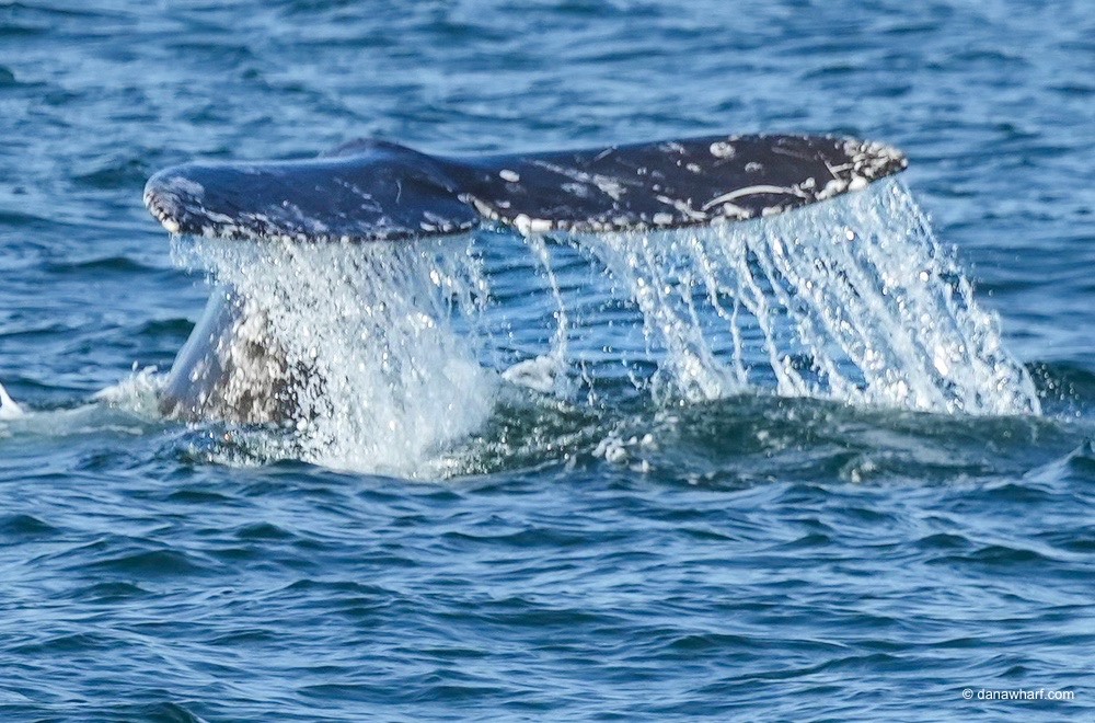 a whale jumping out of the water