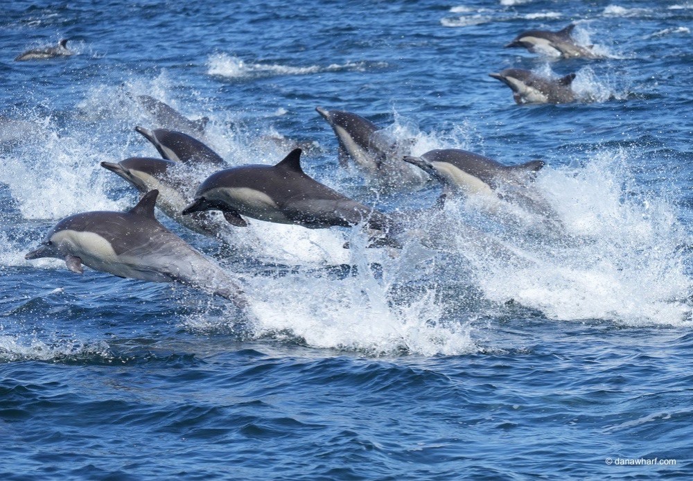 a dolphin jumping out of the water