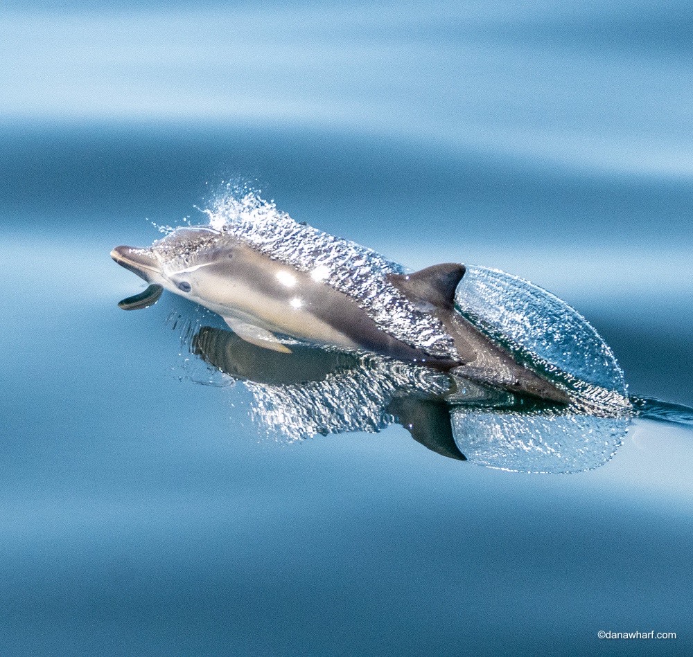 a bird flying over a body of water