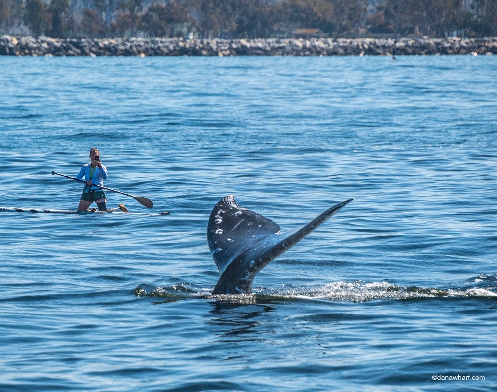 a man riding on the back of a boat in a body of water