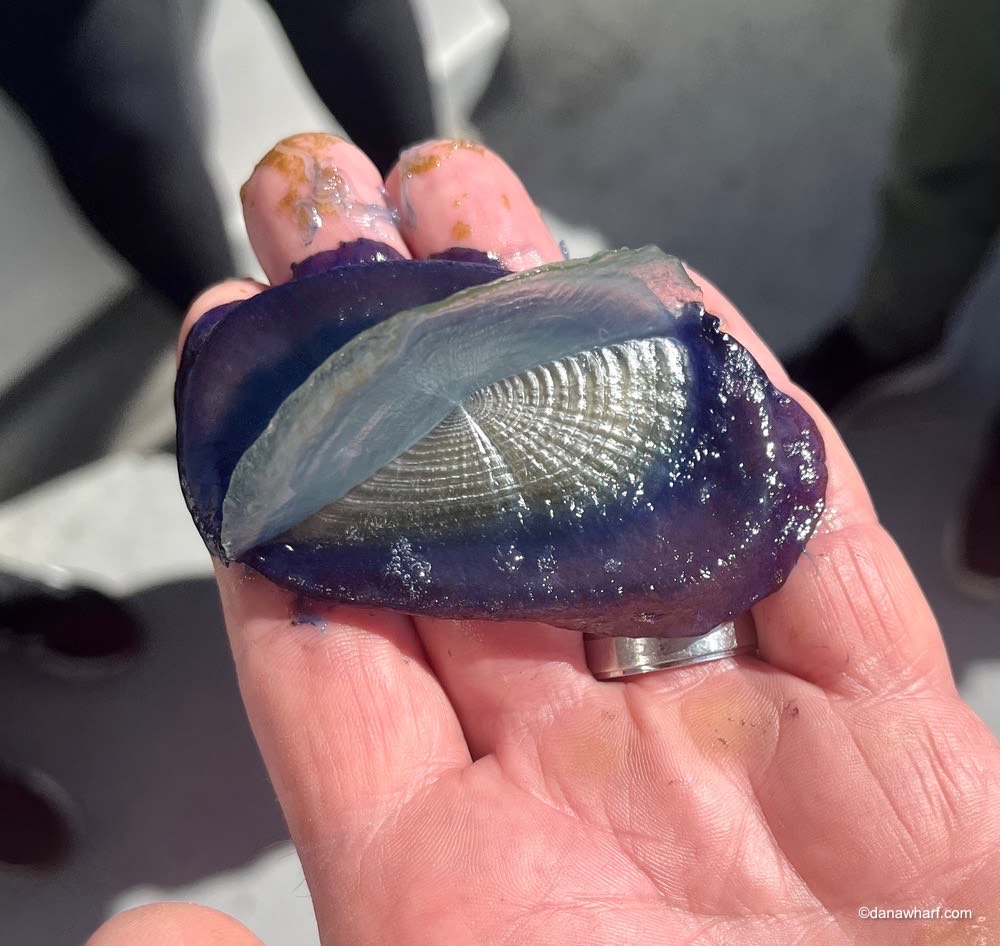 a hand holding a fish