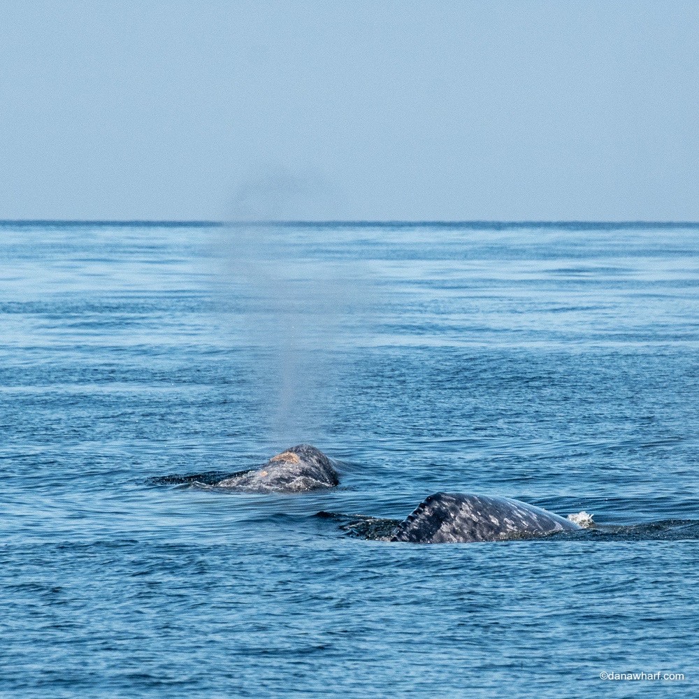 a whale swimming in a body of water