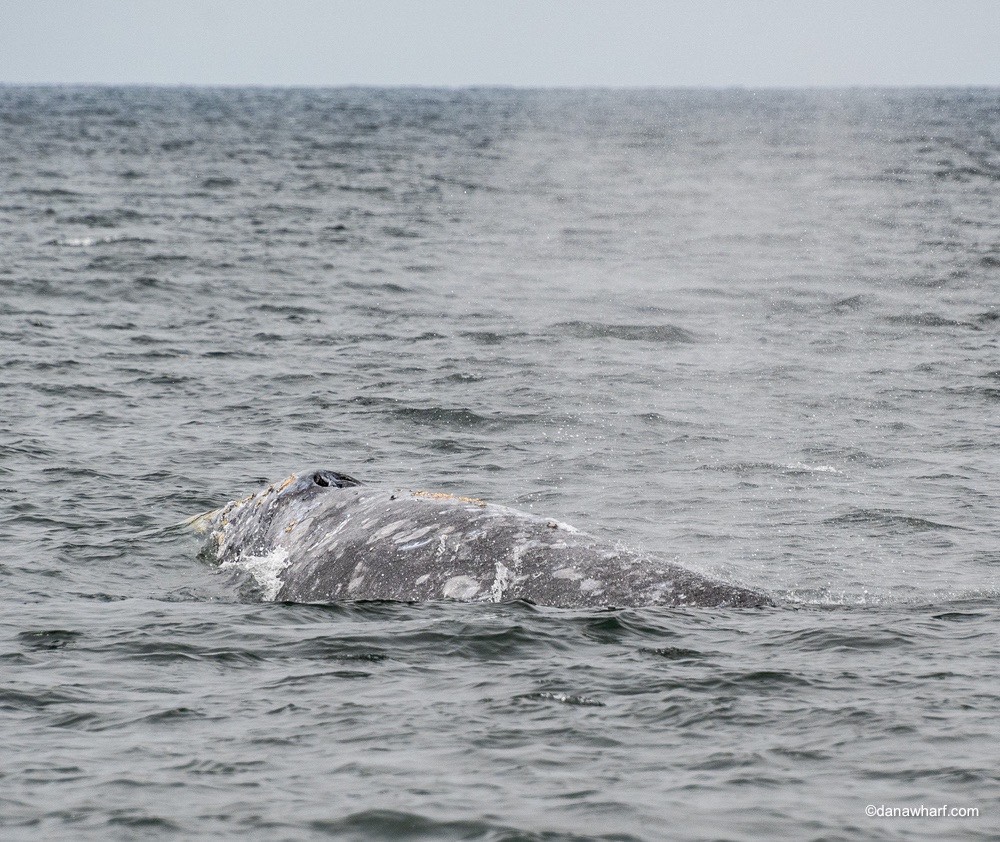 a whale jumping out of the water