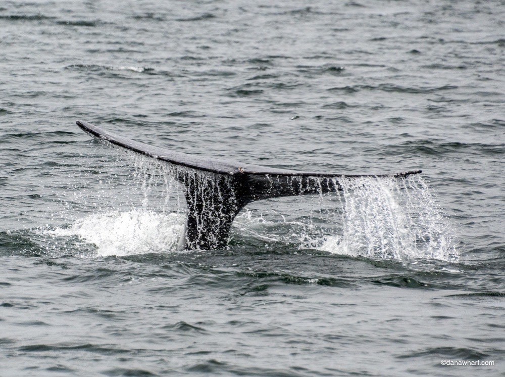 a whale jumping out of the water