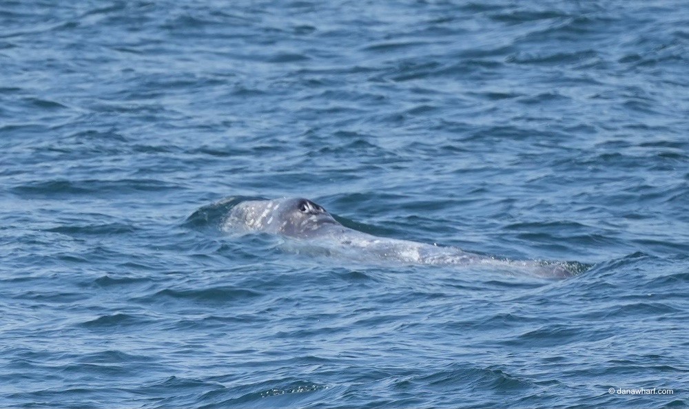 an animal swimming in the water