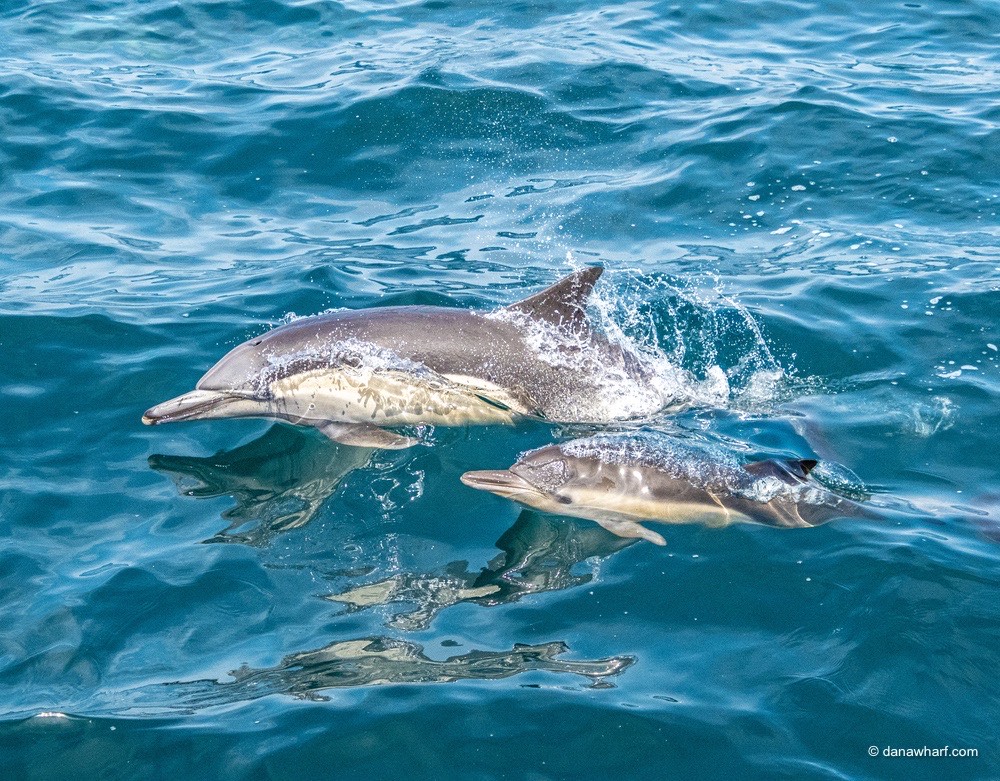 a bird swimming in water next to the ocean