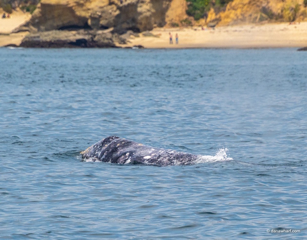 a whale swimming in a body of water